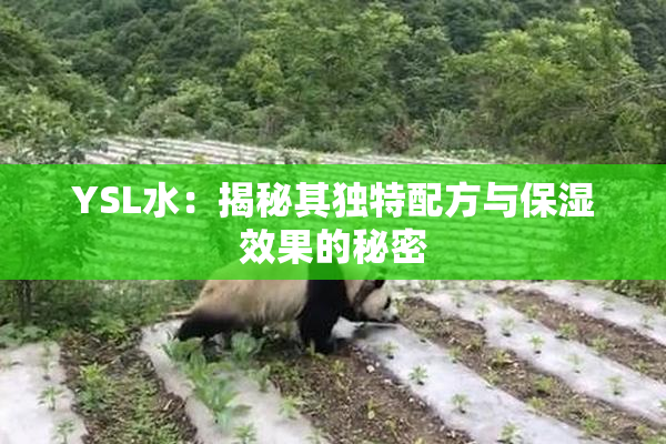 YSL水：揭秘其独特配方与保湿效果的秘密