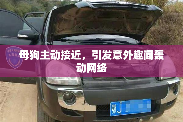 母狗主动接近，引发意外趣闻轰动网络