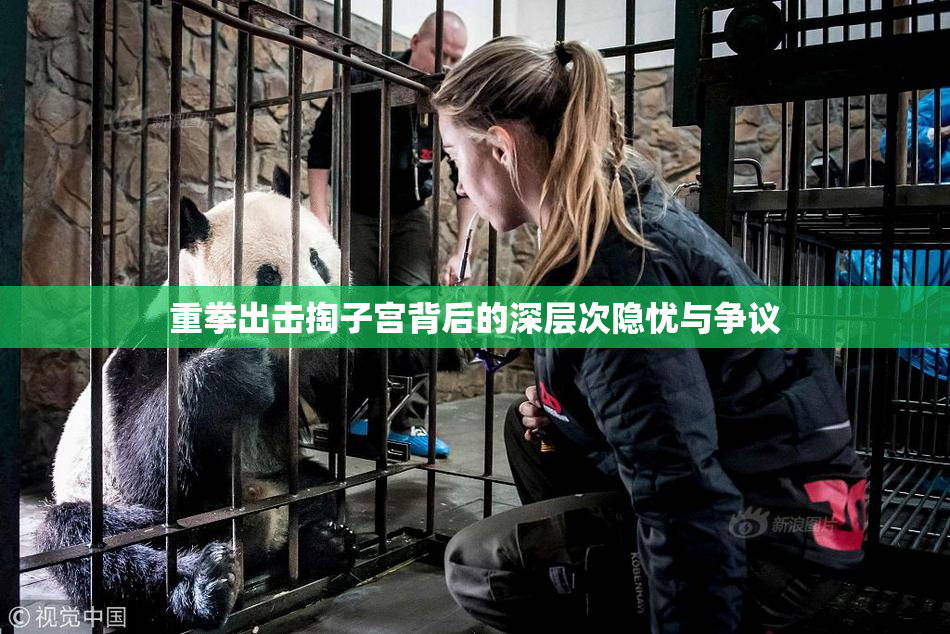 重拳出击掏子宫背后的深层次隐忧与争议