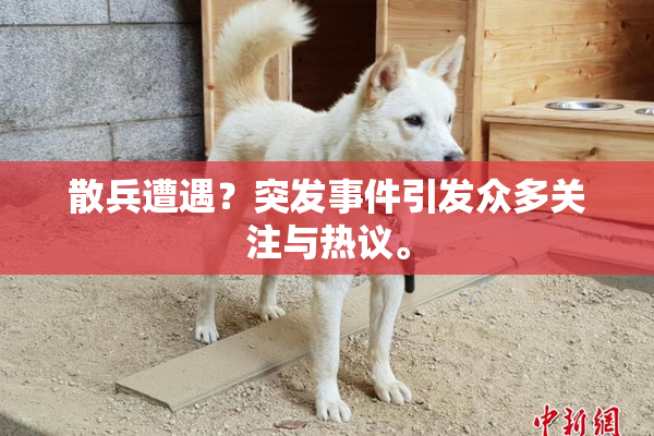 散兵遭遇？突发事件引发众多关注与热议。