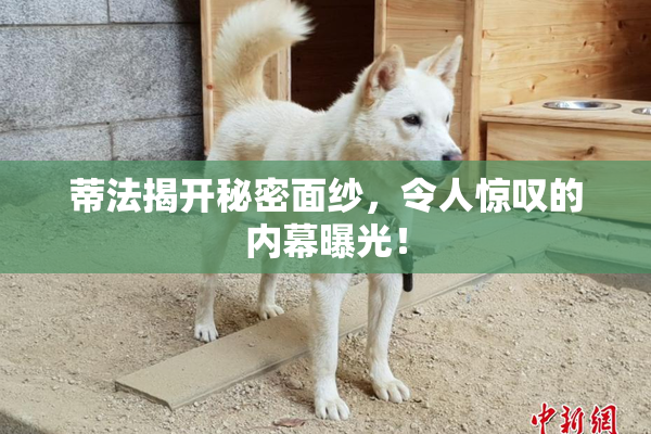 蒂法揭开秘密面纱，令人惊叹的内幕曝光！