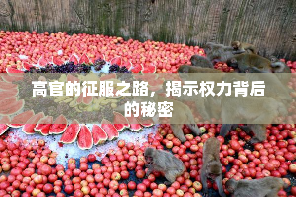 高官的征服之路，揭示权力背后的秘密