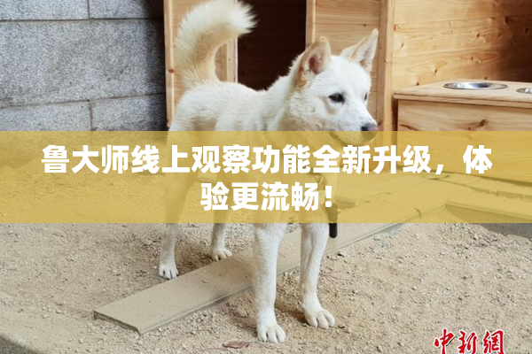 鲁大师线上观察功能全新升级，体验更流畅！