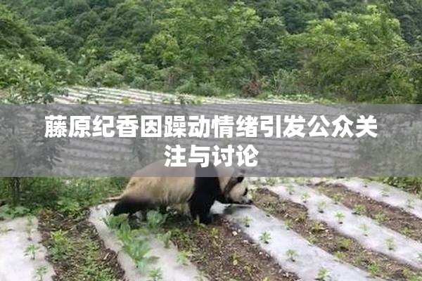 藤原纪香因躁动情绪引发公众关注与讨论